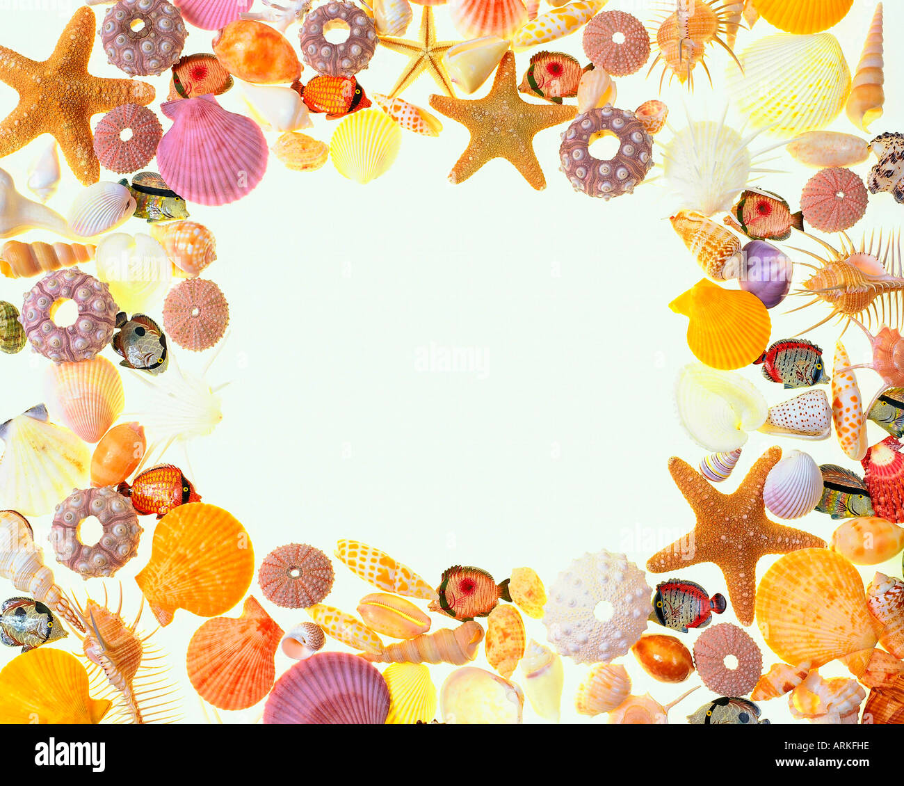 Various shells background Stock Photo - Alamy