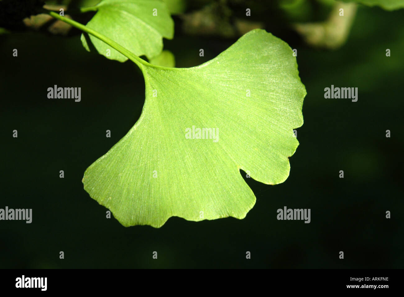 A leaf of a gingko tree in the botanic garden in the quarter Klein