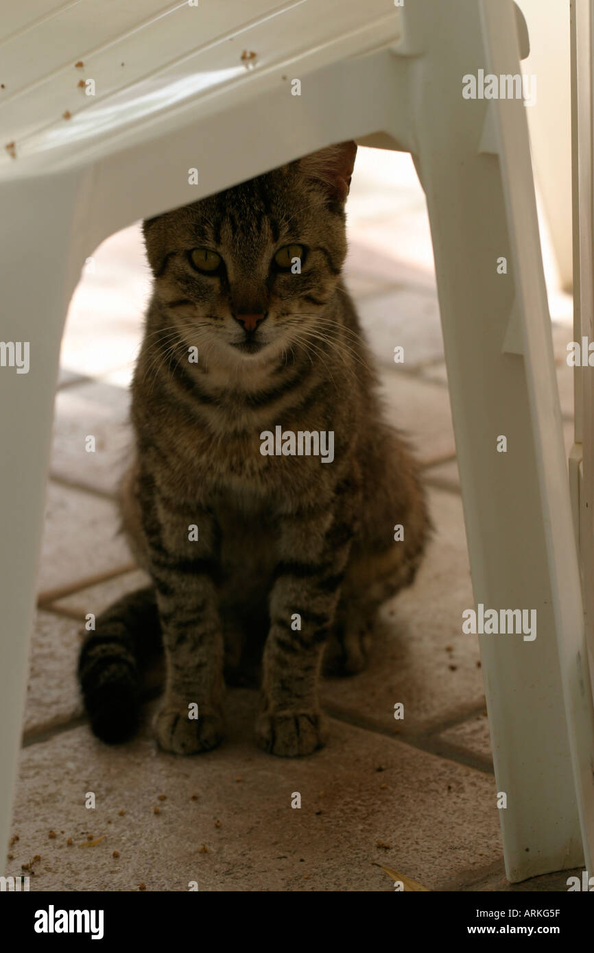 Feral cat hides under garden chair in hotel grounds Sicily Stock Photo