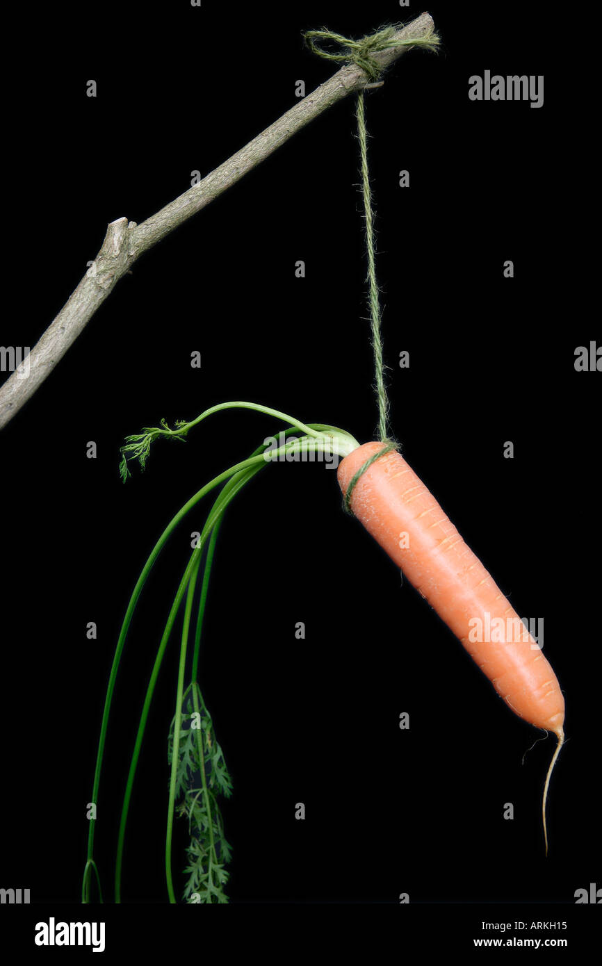 Carrot on a Stick Stock Photo Alamy