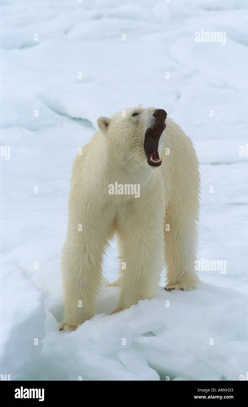 snarling polar bear