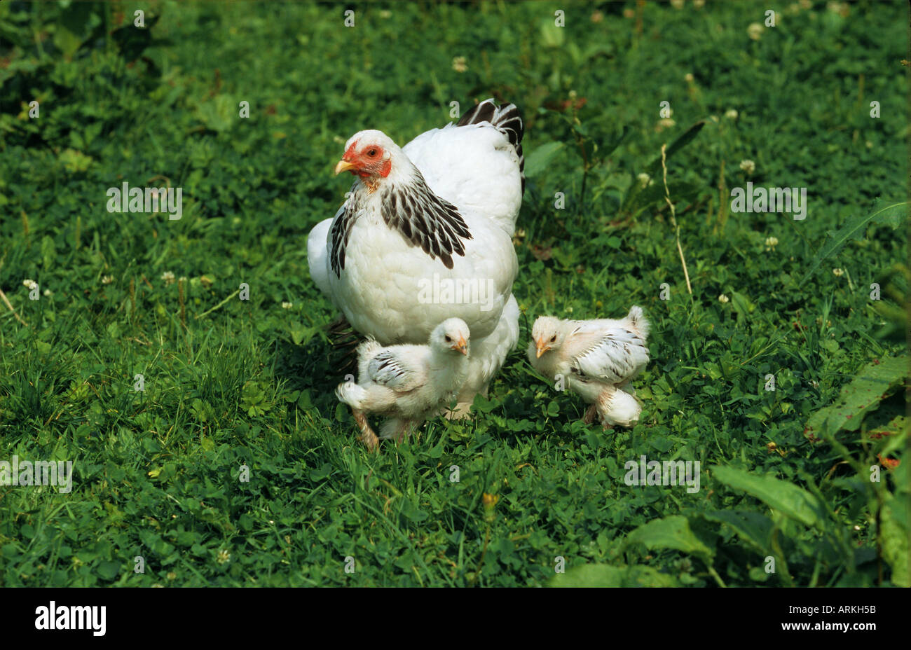 Brahma hen with two chicks Stock Photo