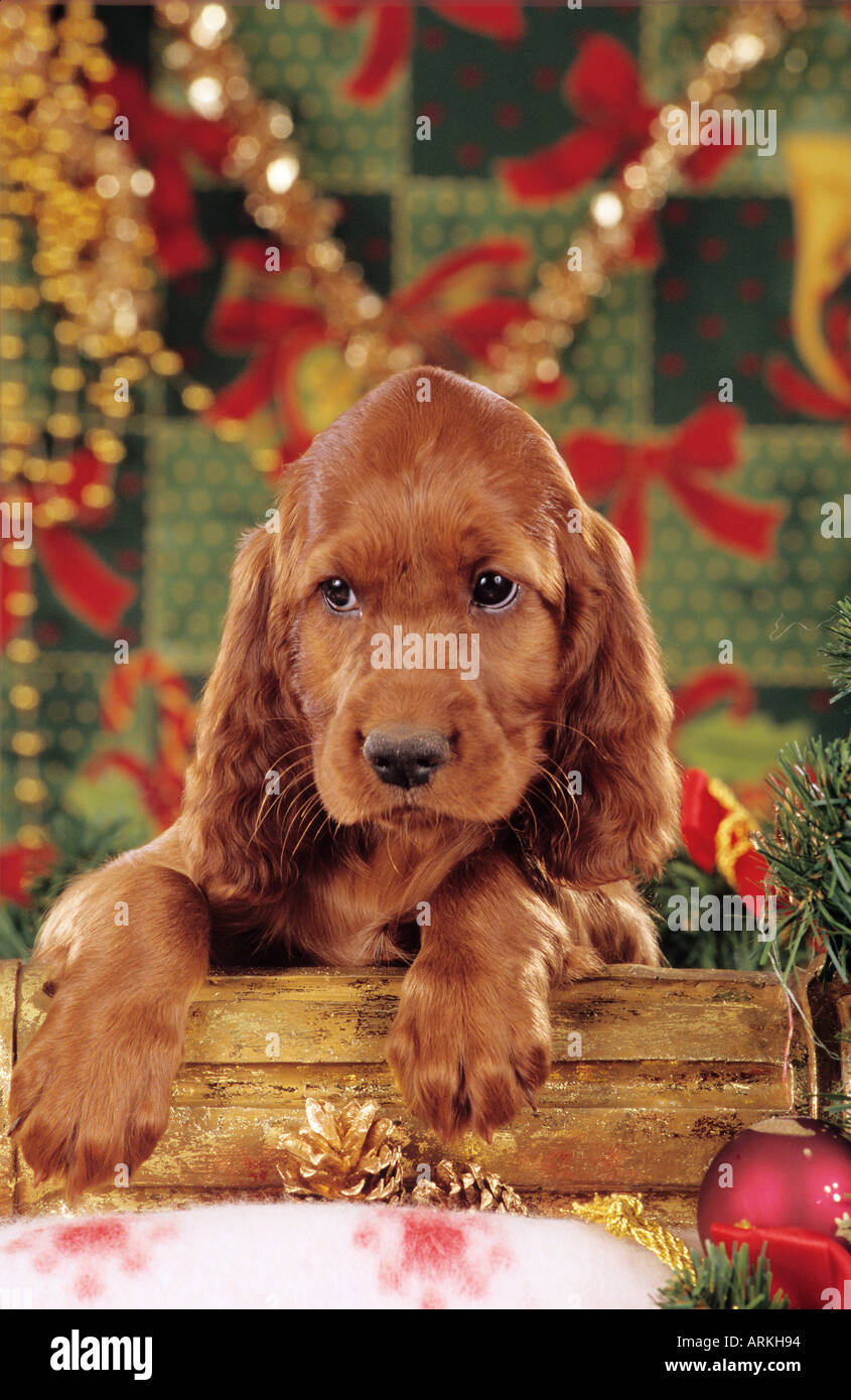 Christmas: Irish Setter dog - puppy in front of Christmas decoration Stock Photo
