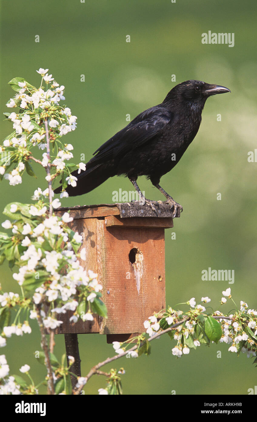 Crow box hi-res stock photography and images - Alamy