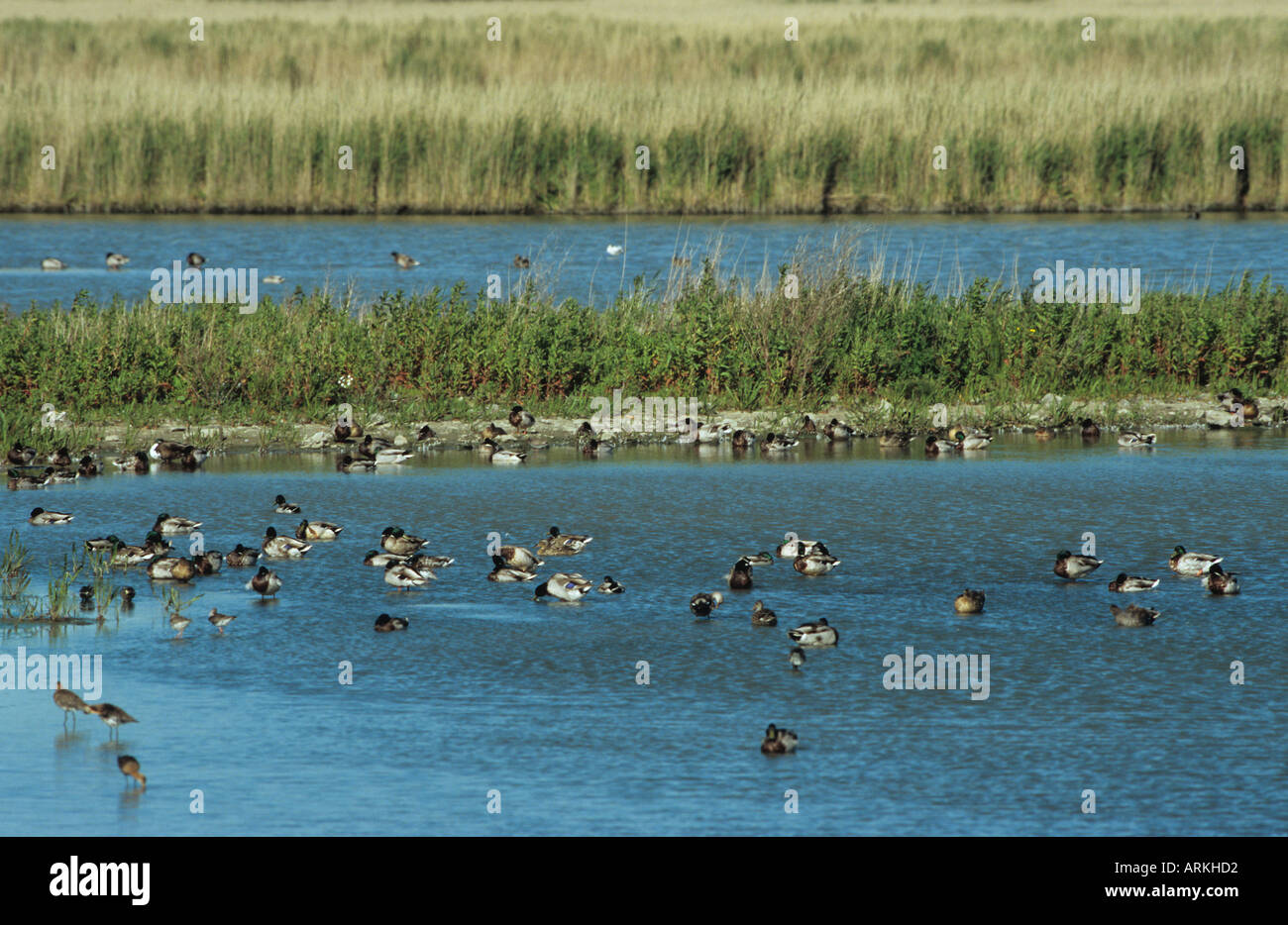 many mallards in water / Anas platyrhynchos Stock Photo