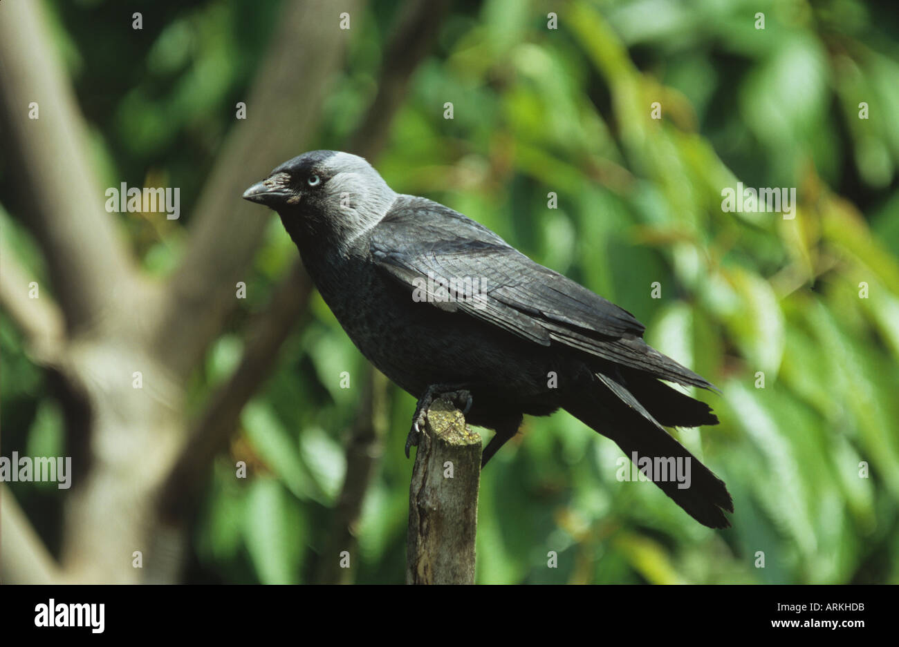 jackdaw sitting on post / Corvus monedula Stock Photo