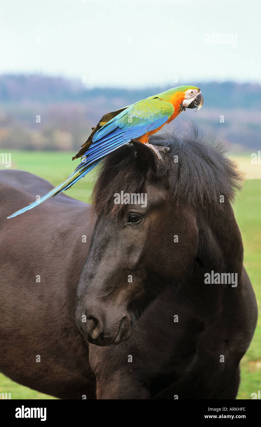 animal-friendship : horse with parrot on its head Stock Photo