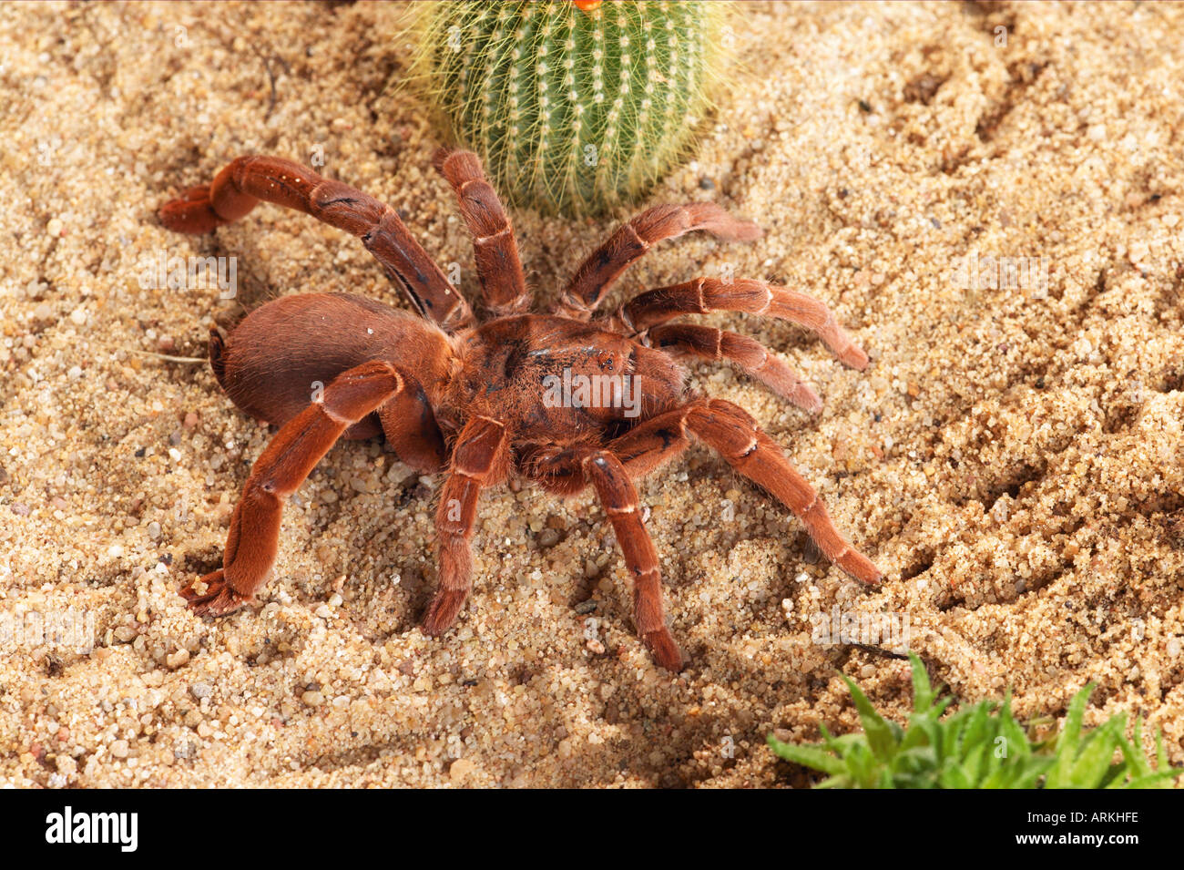 bird eating spider tarantula in sand Citharischius crawshayi Stock