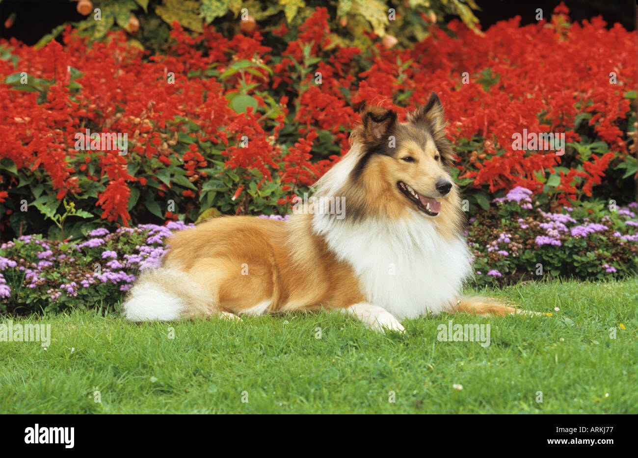 Sheltie dog - lying in front of flowers Stock Photo