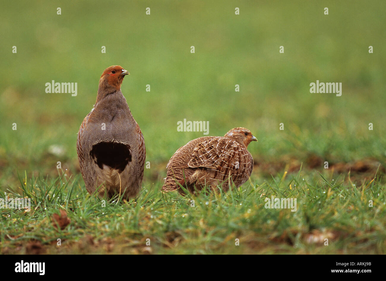 Grey partridge (perdix perdix). Couple in grass. Germany Stock Photo