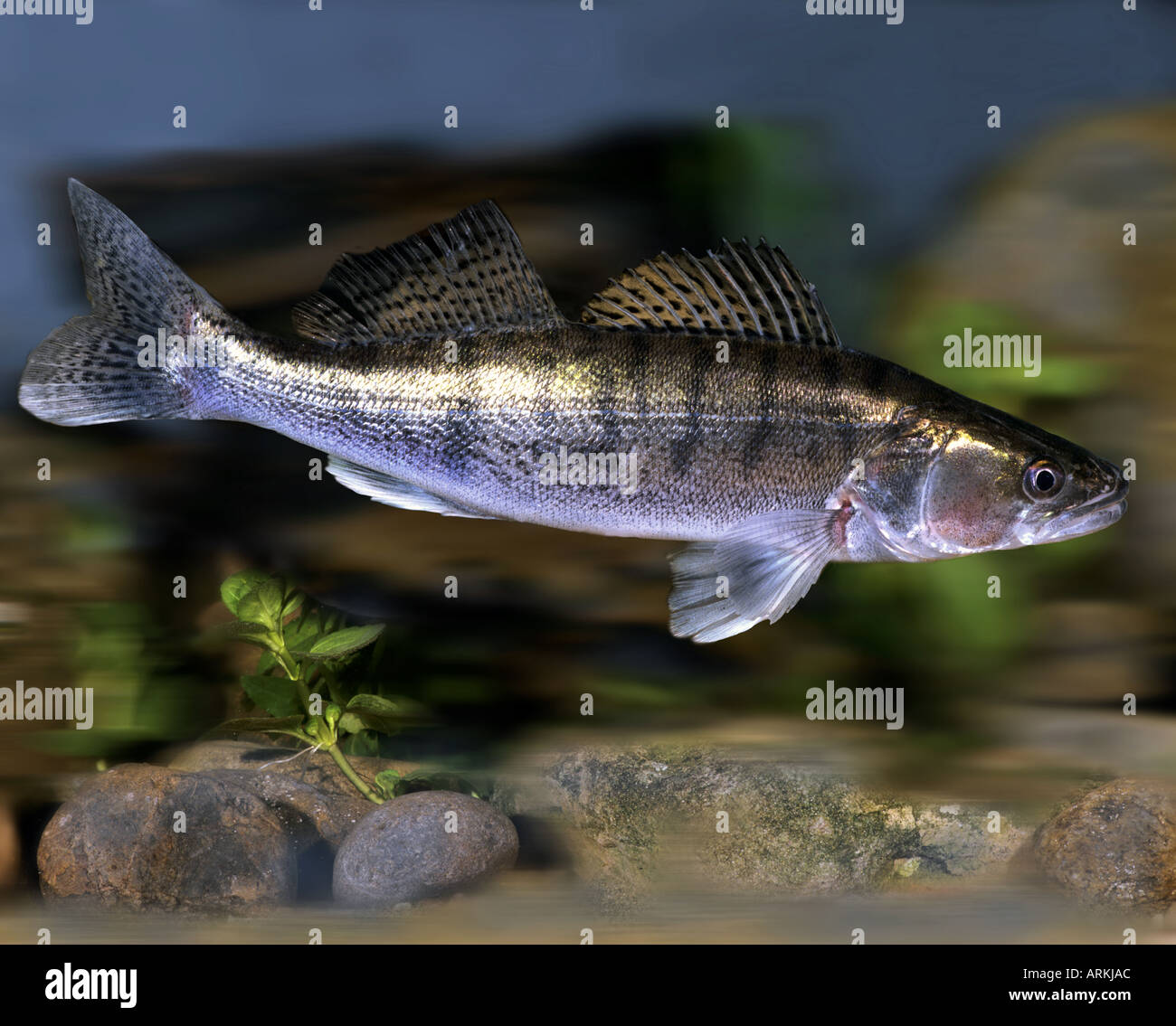 pike perch swimming lateral Stock Photo
