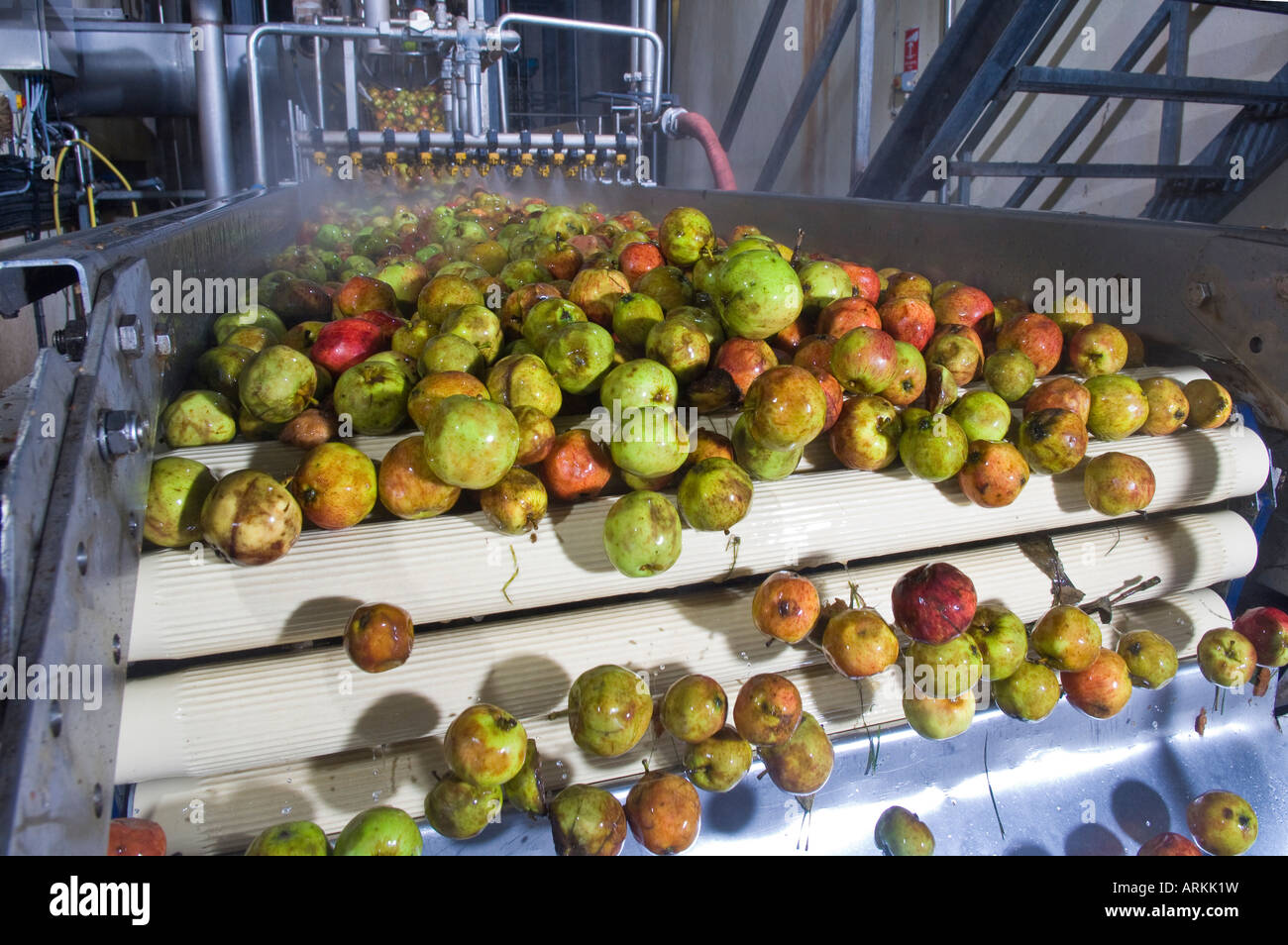 Cider Apples being washed and processed at Thatchers cider Sandford Somerset England Stock Photo