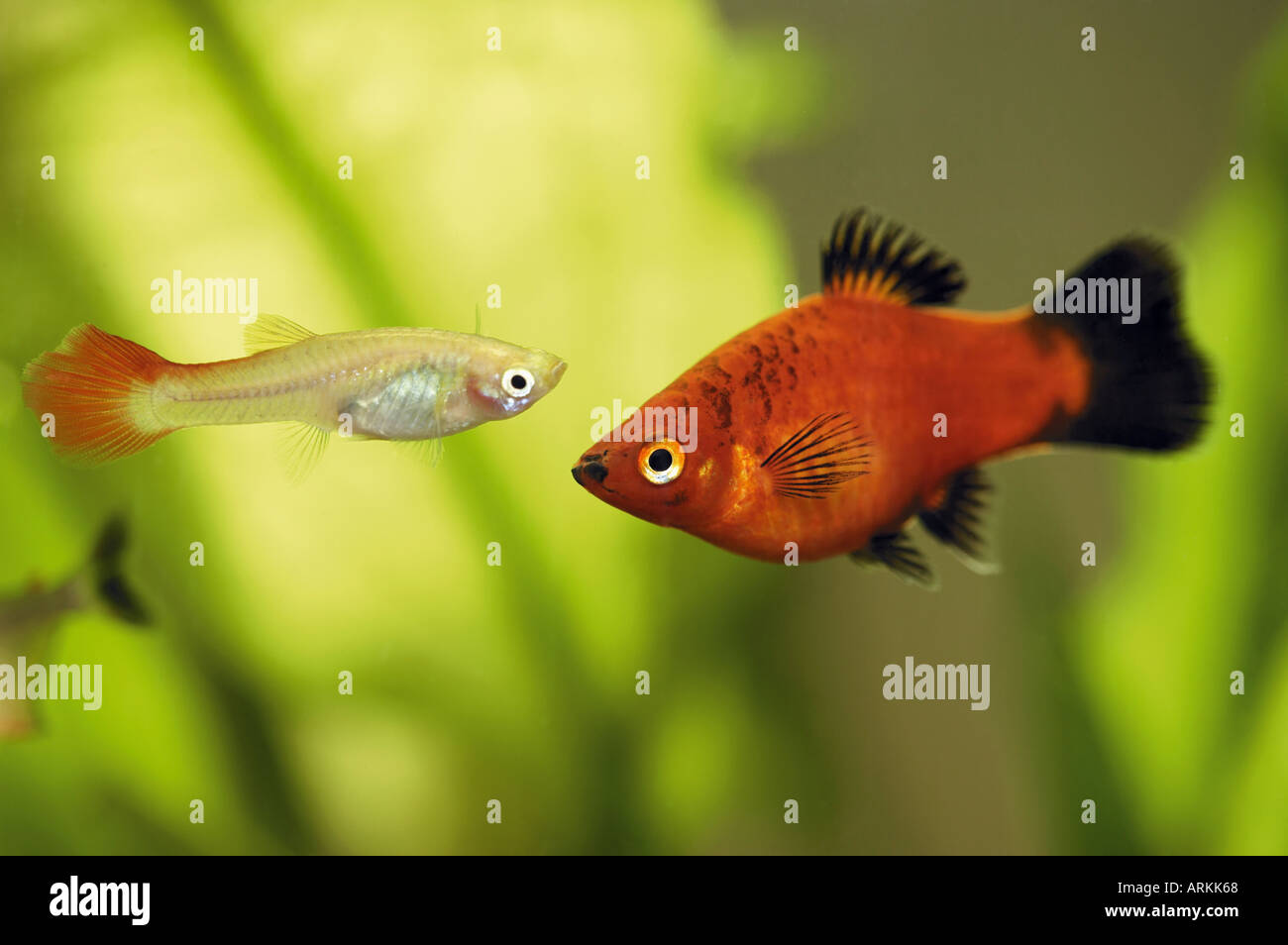 Guppy and platy hires stock photography and images Alamy