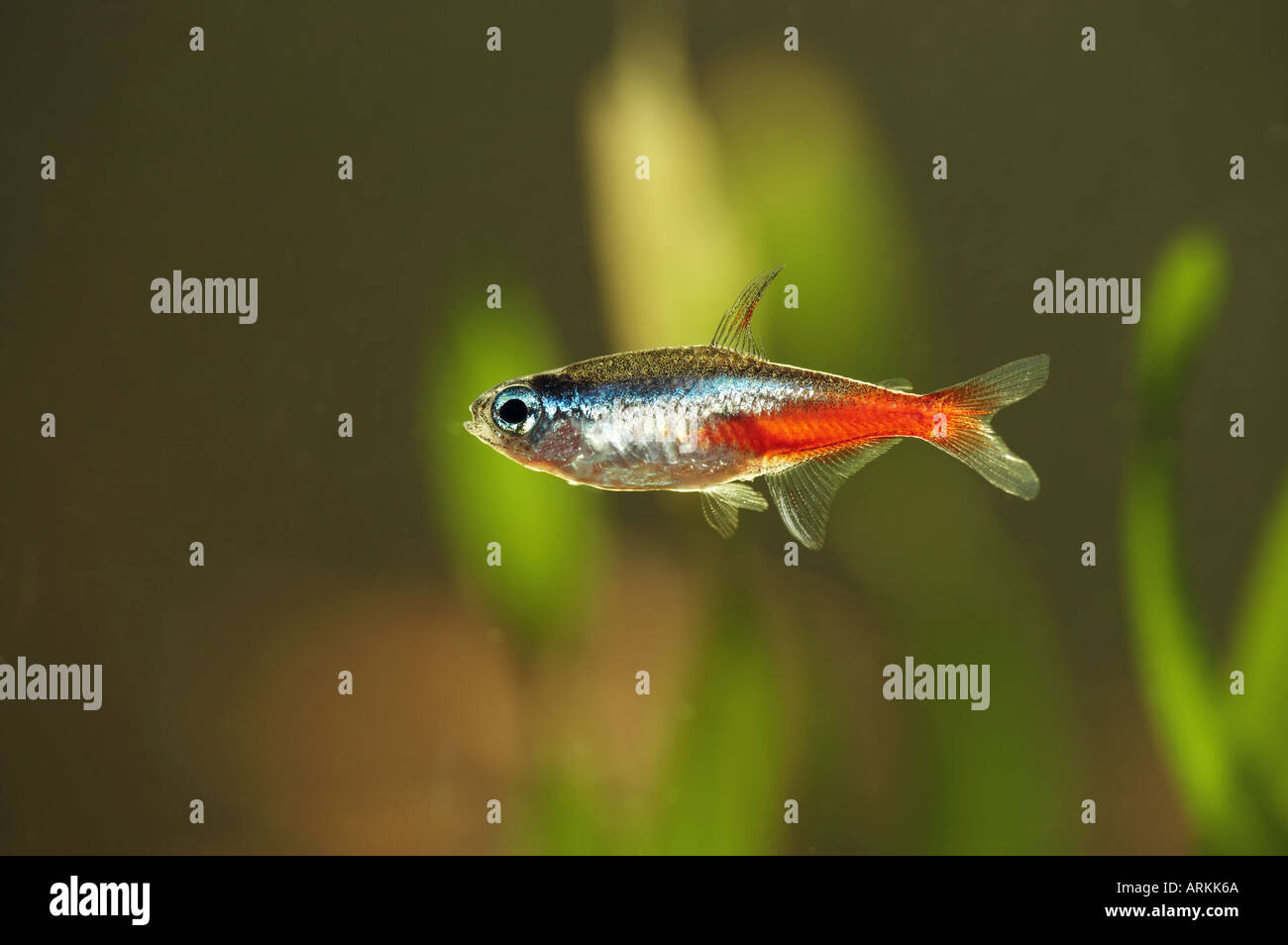 neon tetra / Paracheirodon innesi Stock Photo