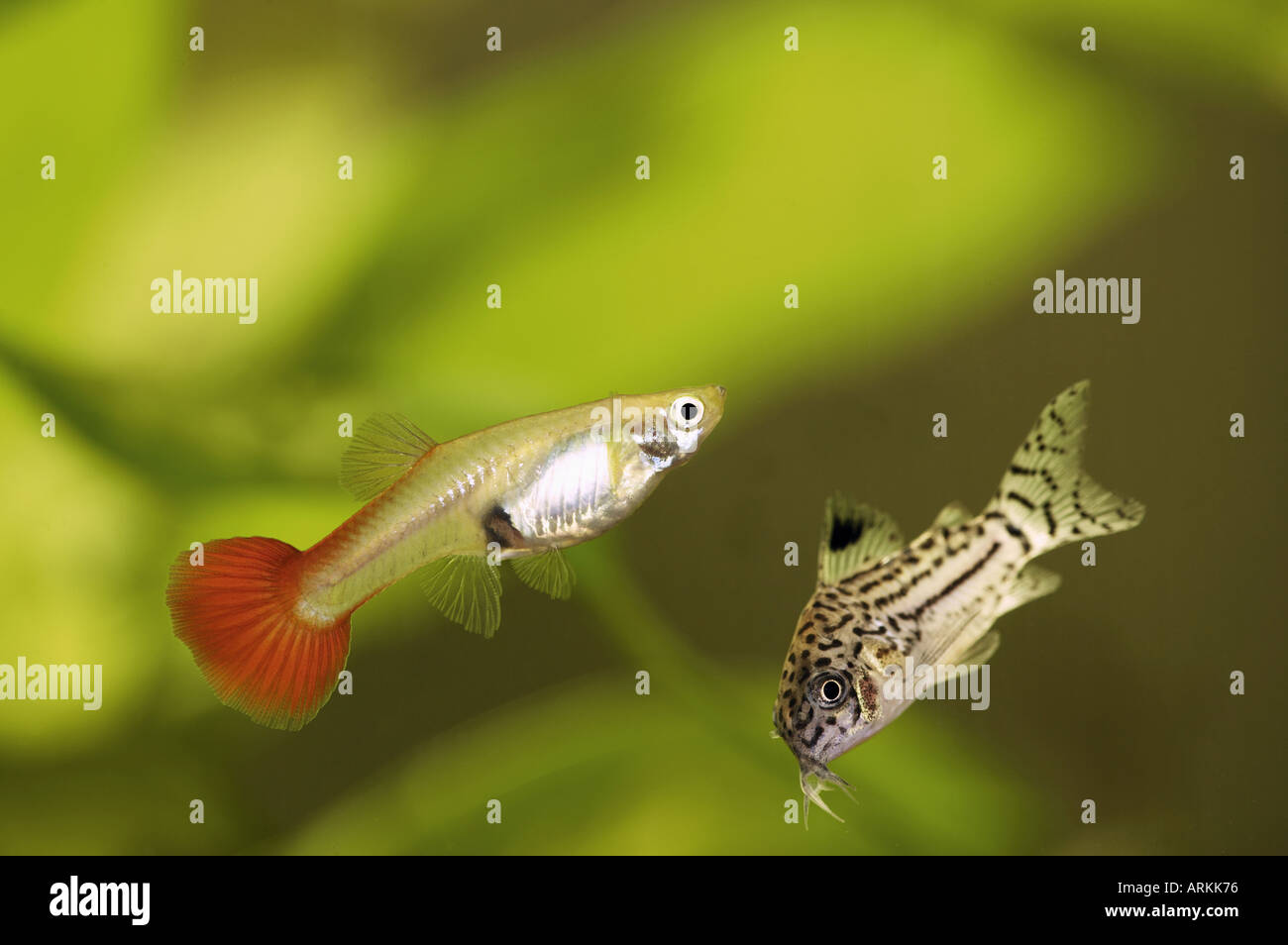 Leopard catfish and Guppy Stock Photo