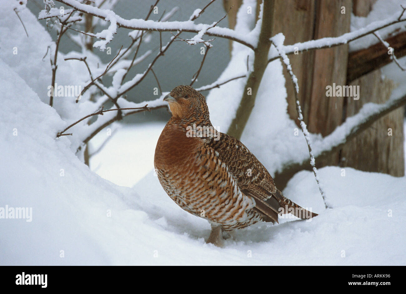 capercaillie - hen in snow / Tetrao urogallus Stock Photo