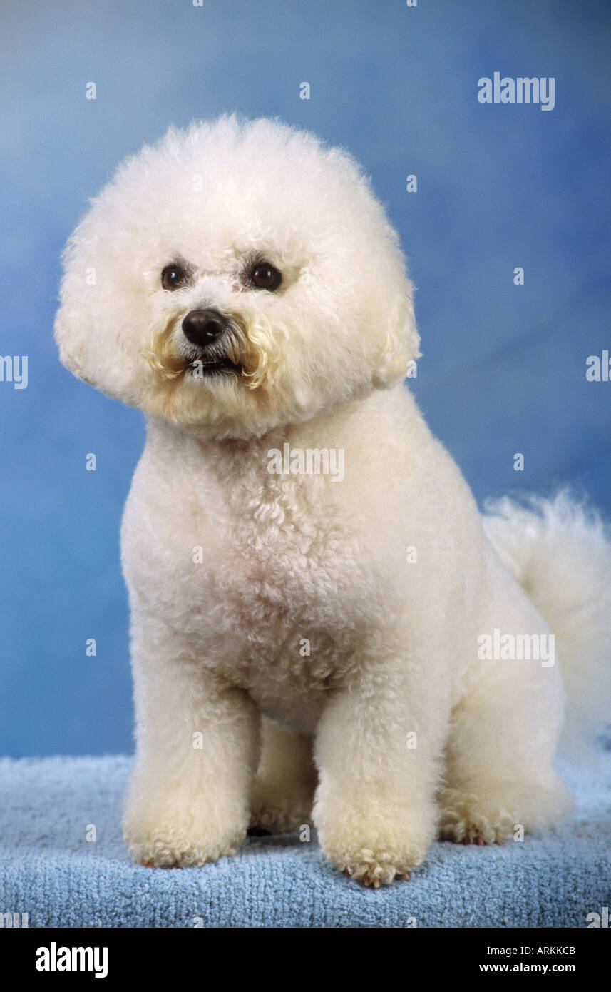 white toy poodle