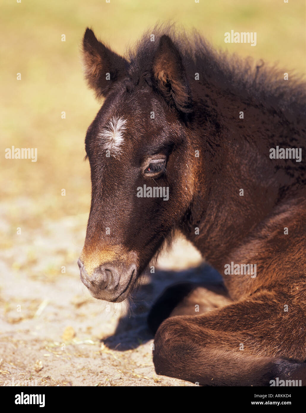 Camargue horse foal portrait Stock Photo