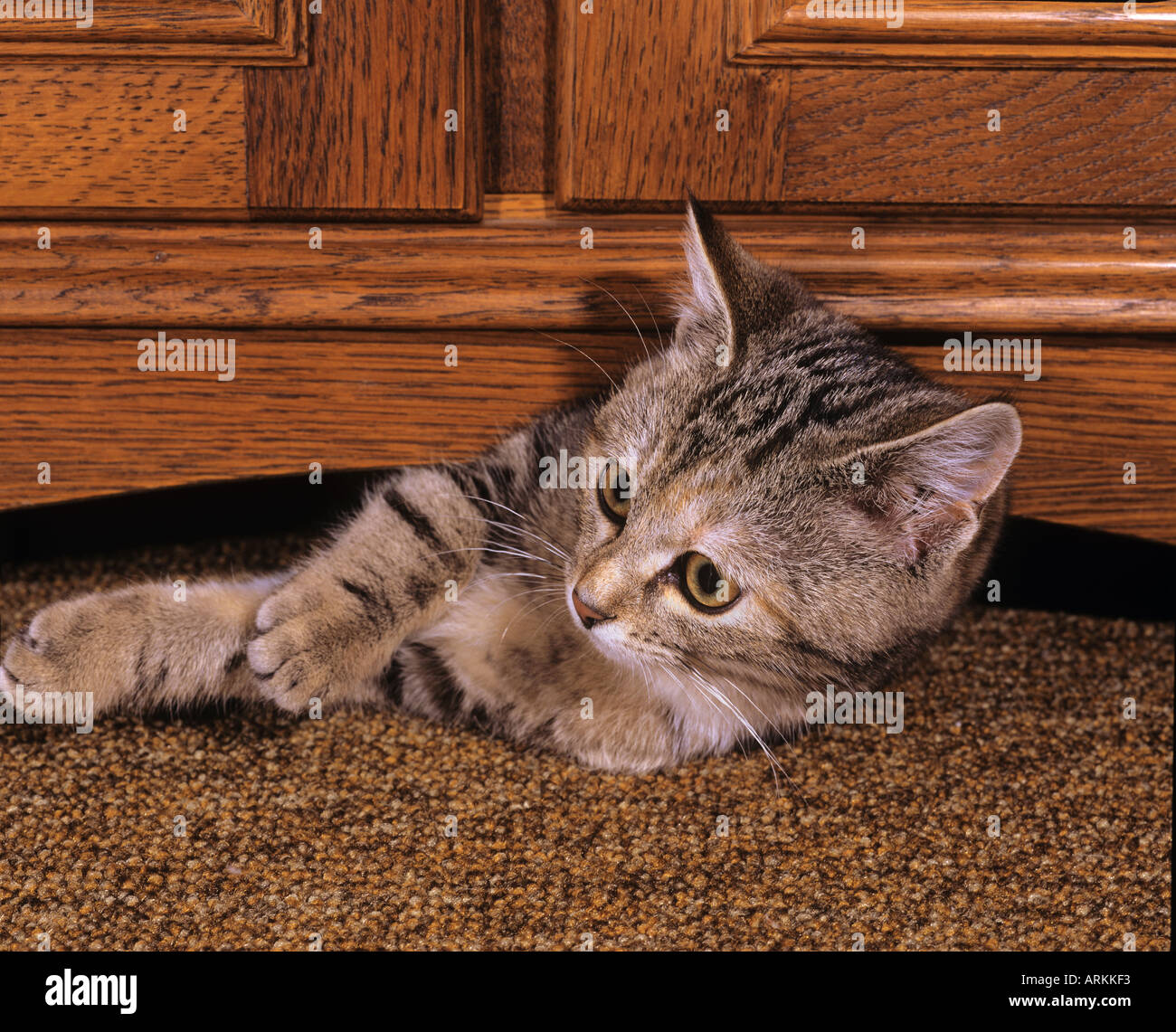 cat playing under commode Stock Photo