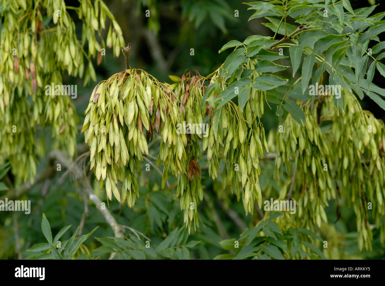 Winged fruits each containing a seed of the Ash Fraxinus excelsior Stock Photo