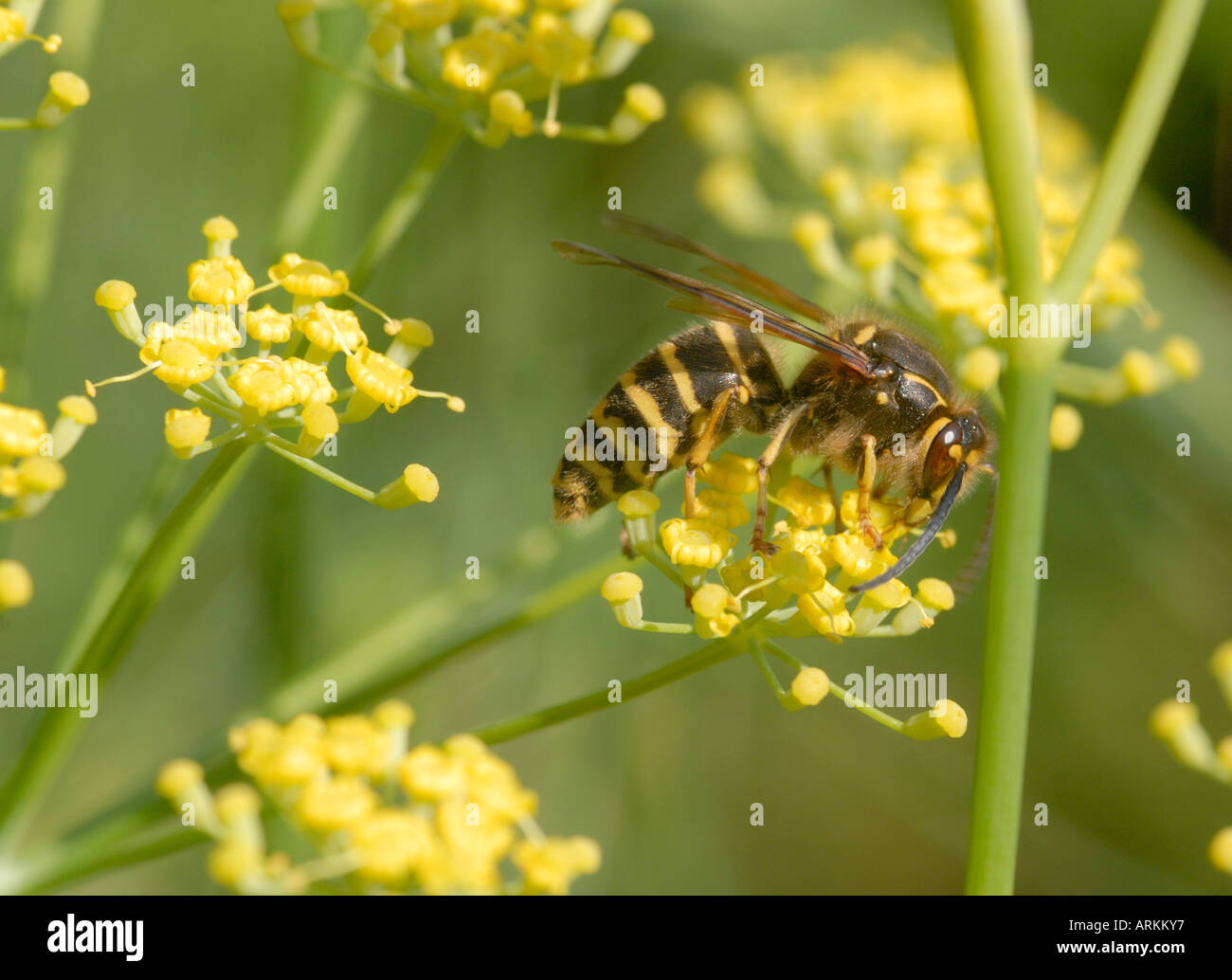 A wasp perhaps Dolichovespula media foraging on a fennel Foeniculum vulgare flower Stock Photo