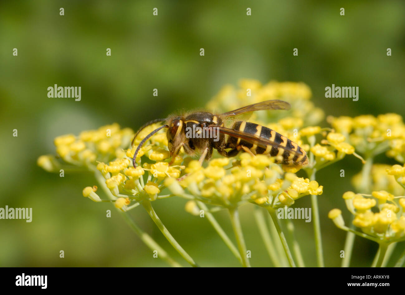 A wasp perhaps Dolichovespula media foraging on a fennel Foeniculum vulgare flower Stock Photo