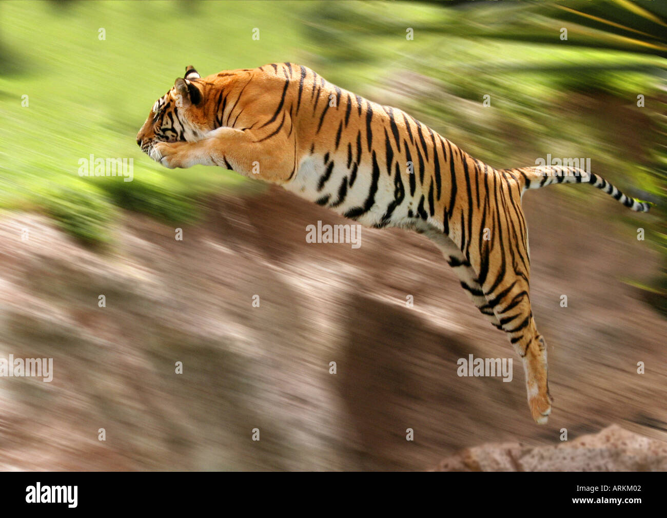 jumping tiger (Panthera tigris) Stock Photo