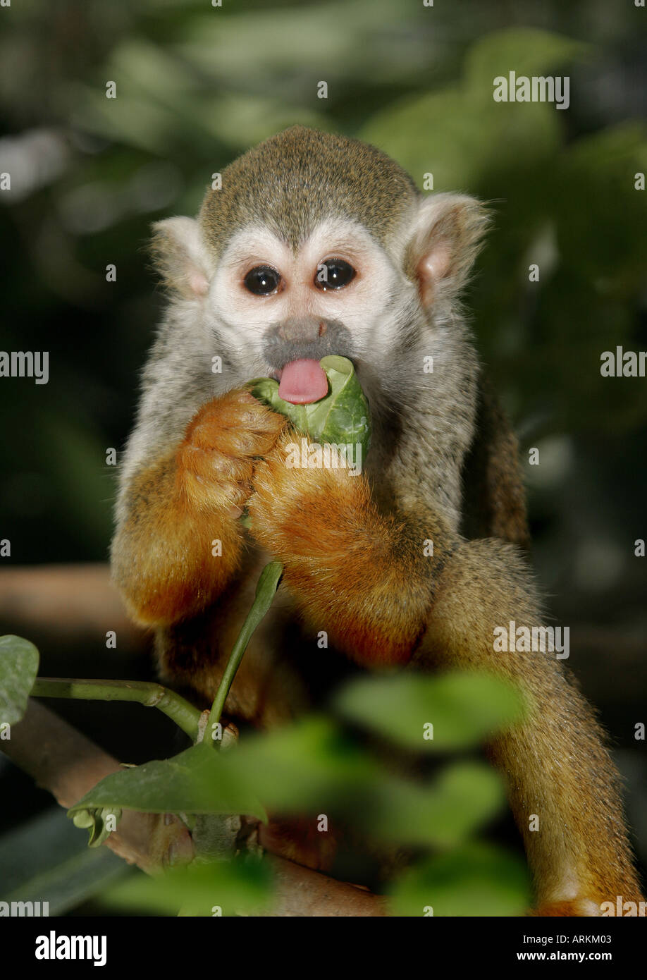 common squirrel monkey eating saimiri sciureus Stock Photo - Alamy