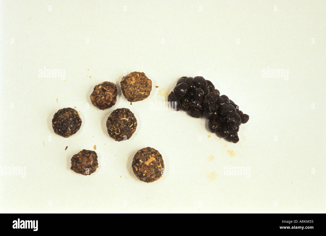 Rabbit dropping: Hard droppings and soft black pellets,the late ones will be eaten again Stock Photo