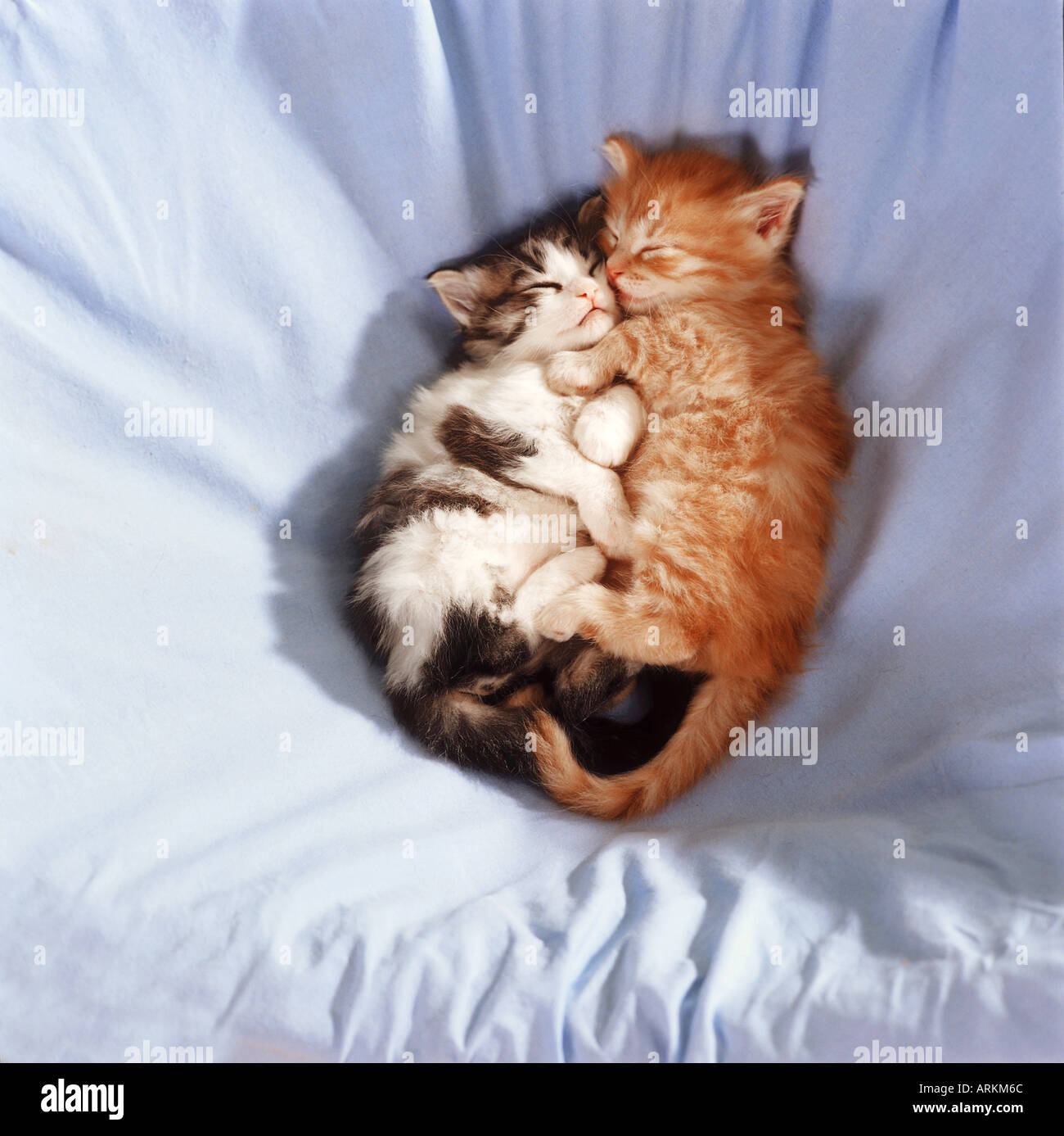 British Shorthair cat. Two kittens sleeping next to each other on a