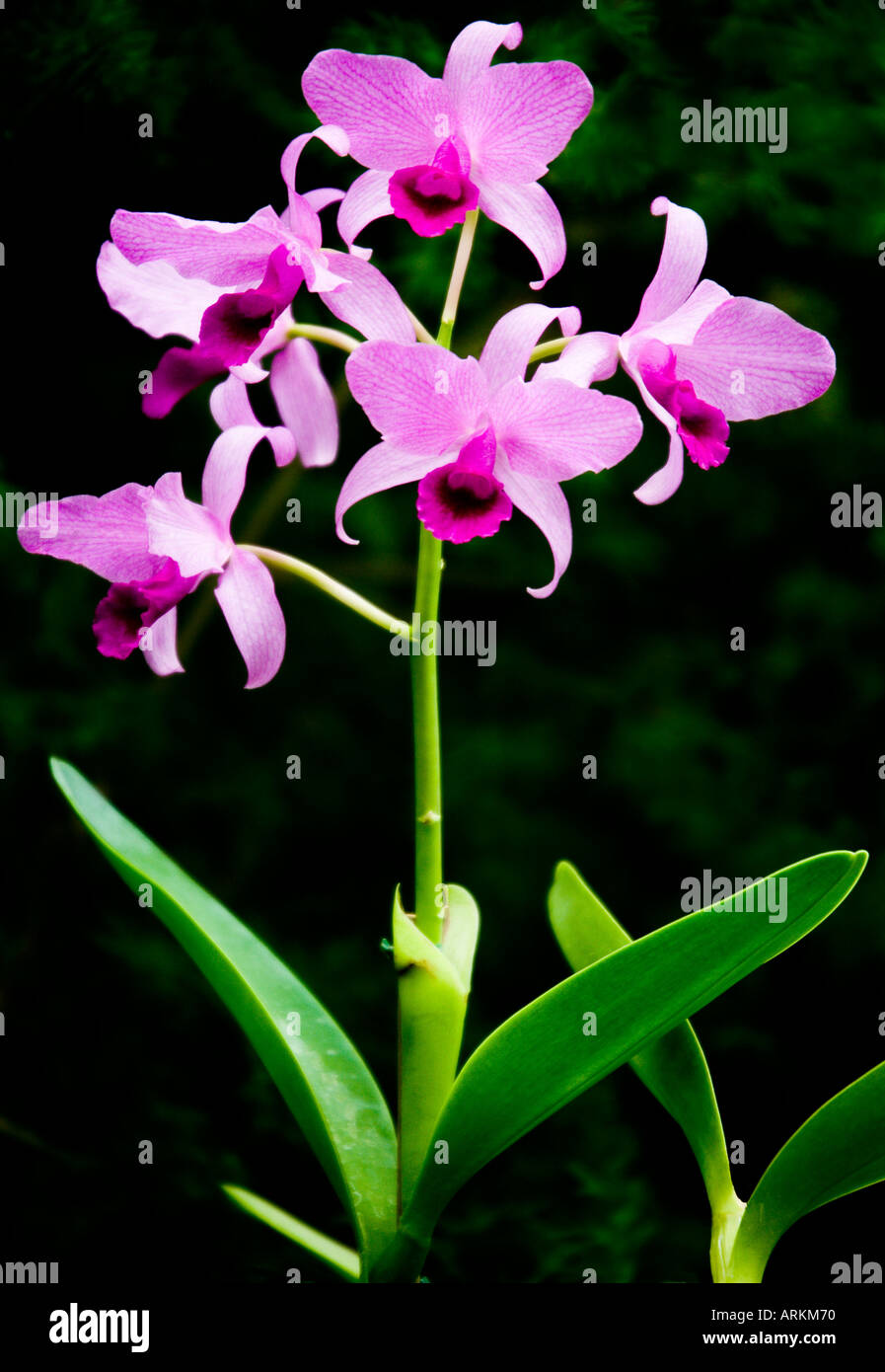 Pink Dendrobium Orchid taken in the Orchid House at Palmitos Park, Gran Canaria Stock Photo