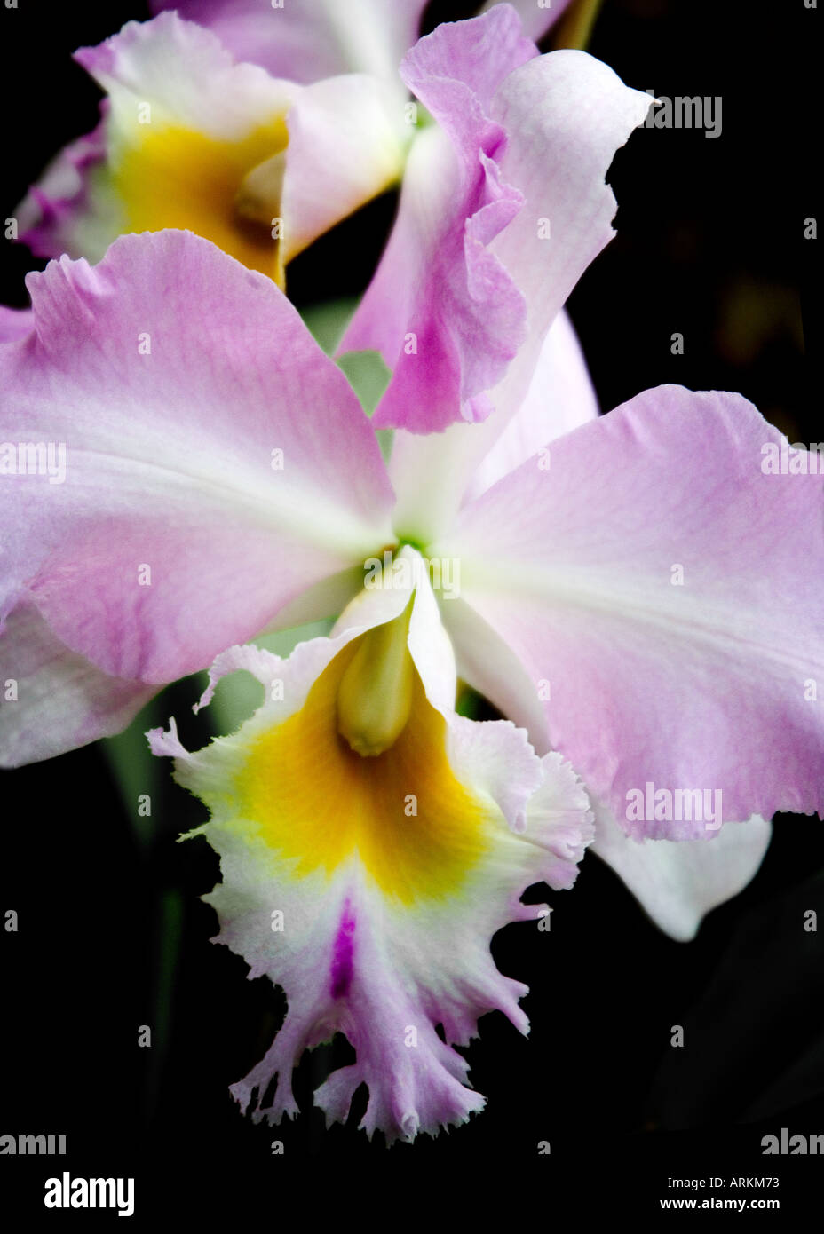 White, Yellow and Pink Cattleya hybrid Orchid taken in the Orchid House at Palmitos Park, Gran Canaria Stock Photo