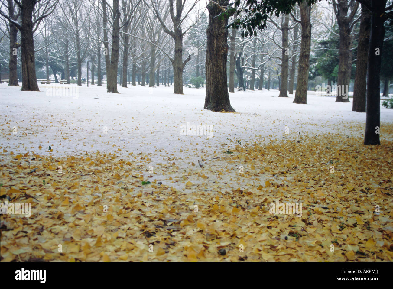 Winter scene, Yoyogi koen (park), Tokyo, Japan Stock Photo