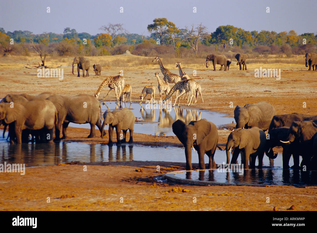 Giraffe and elephant at a water hole, Etosha National Park, Namibia Stock Photo
