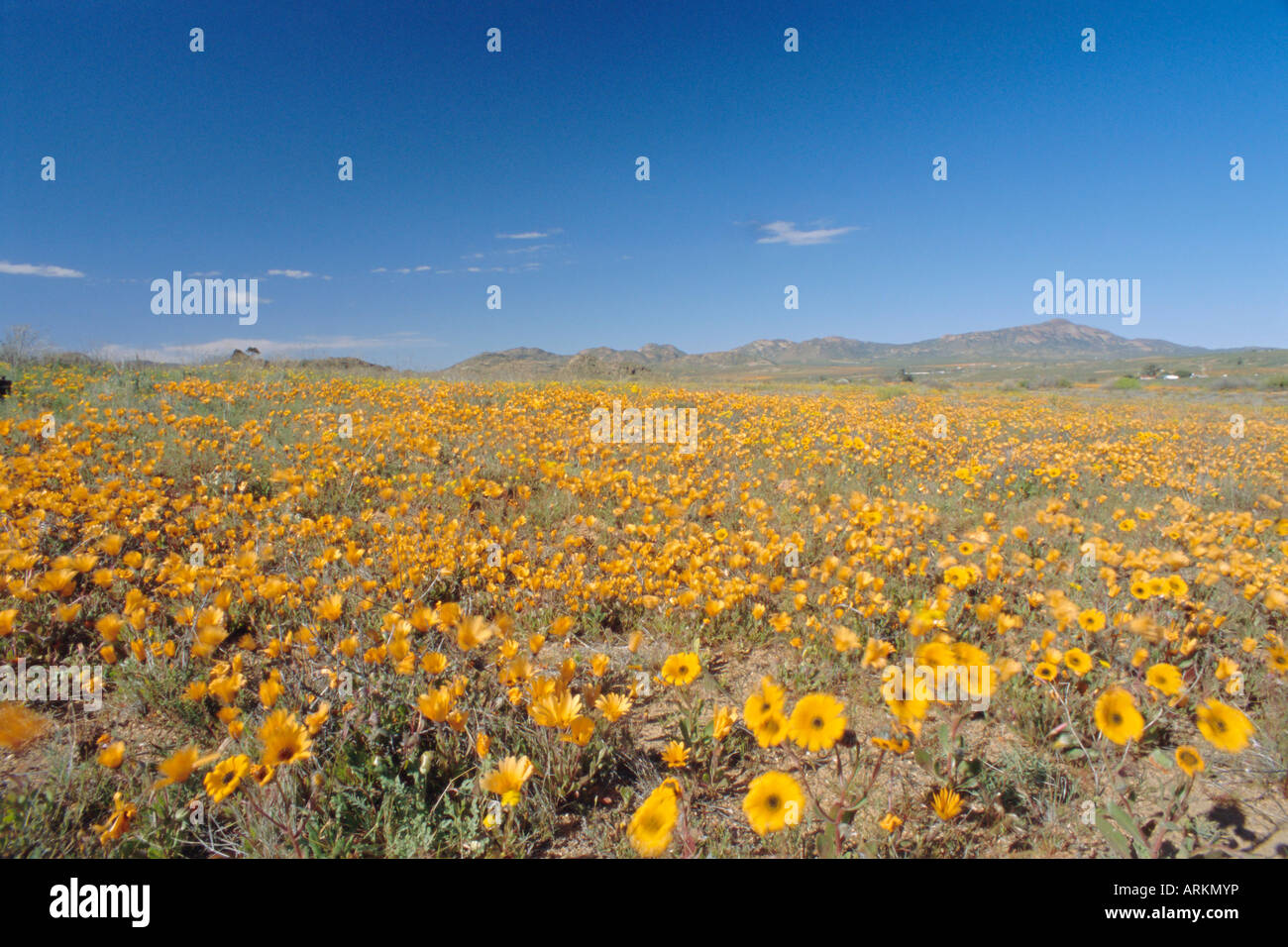 Spring flowers, Springbok, Namaqualand, Northern Cape Province, South Africa Stock Photo