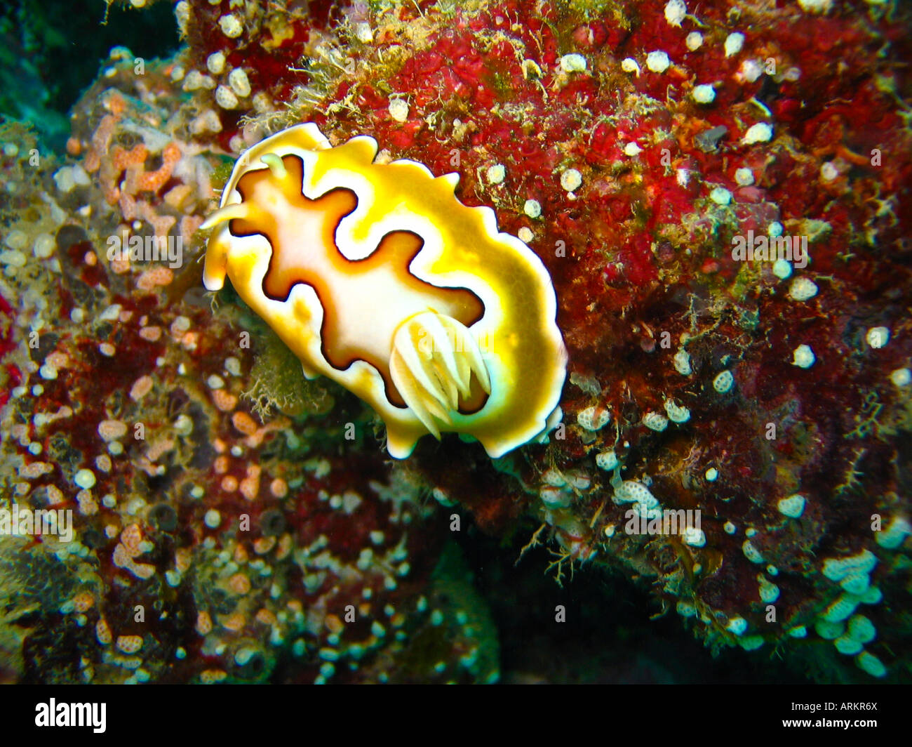 Sea Slug Underwater Diving Yap Island Stock Photo