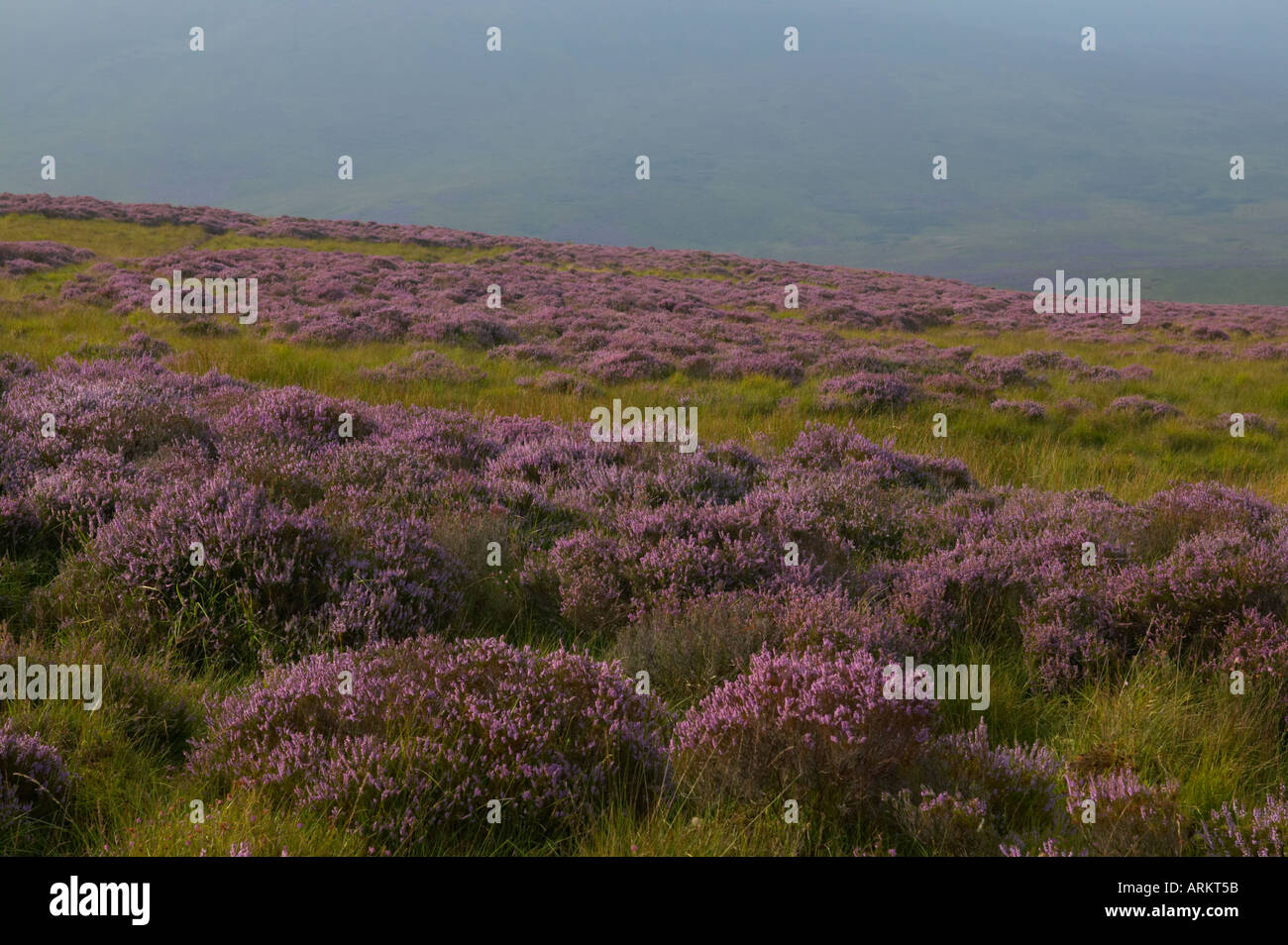Heather moorland in the Forest of Bowland Lancashire Stock Photo