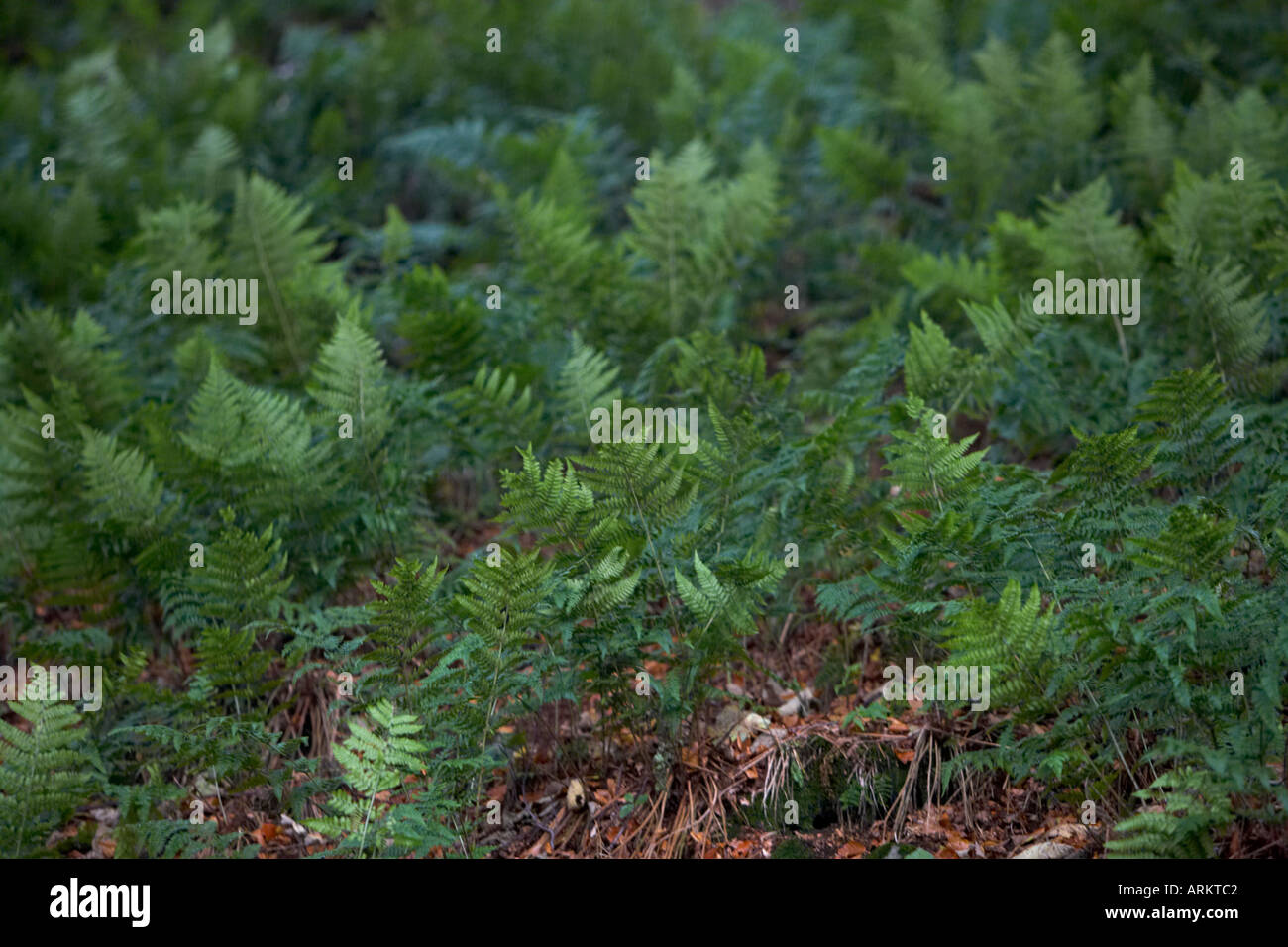 Woodland floor with ferns hi-res stock photography and images - Alamy