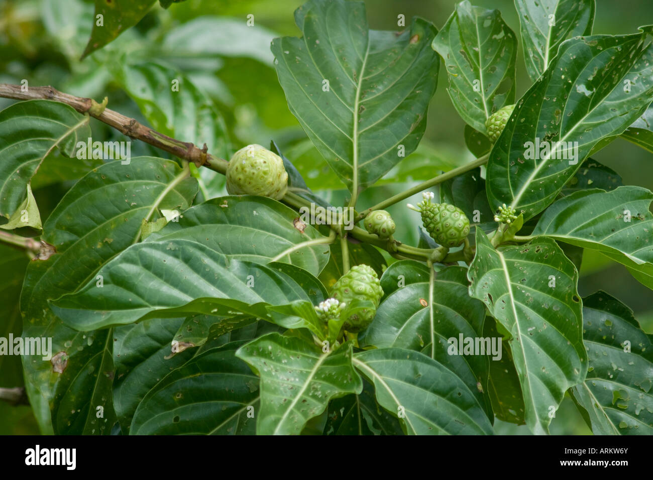 Noni Fruit Tree Palau Island Stock Photo