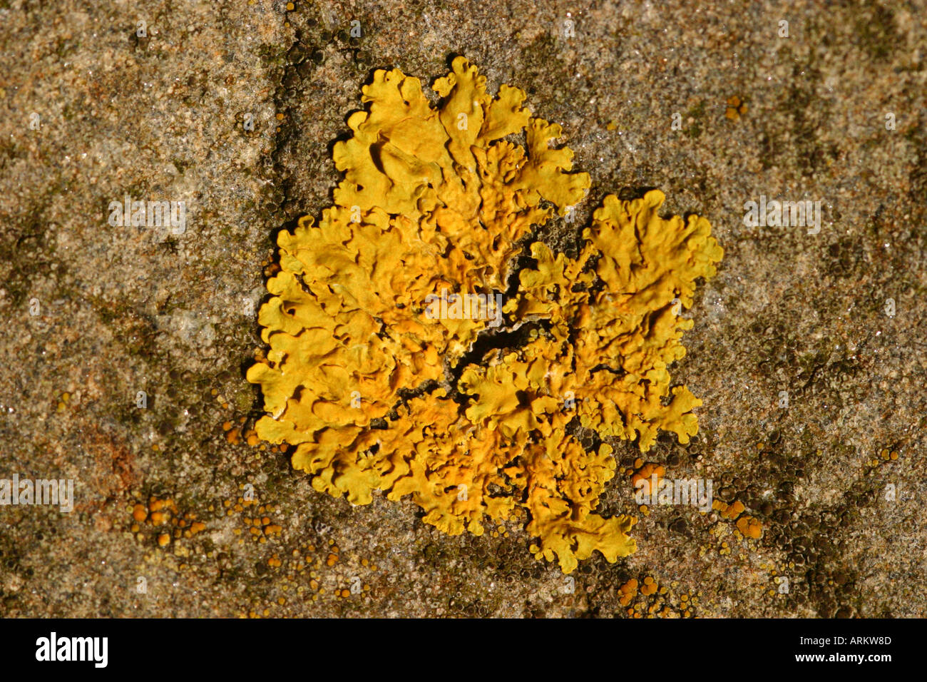 Xanthoria parietina Lichen growing on rocks in the Scottish Highlands Stock Photo