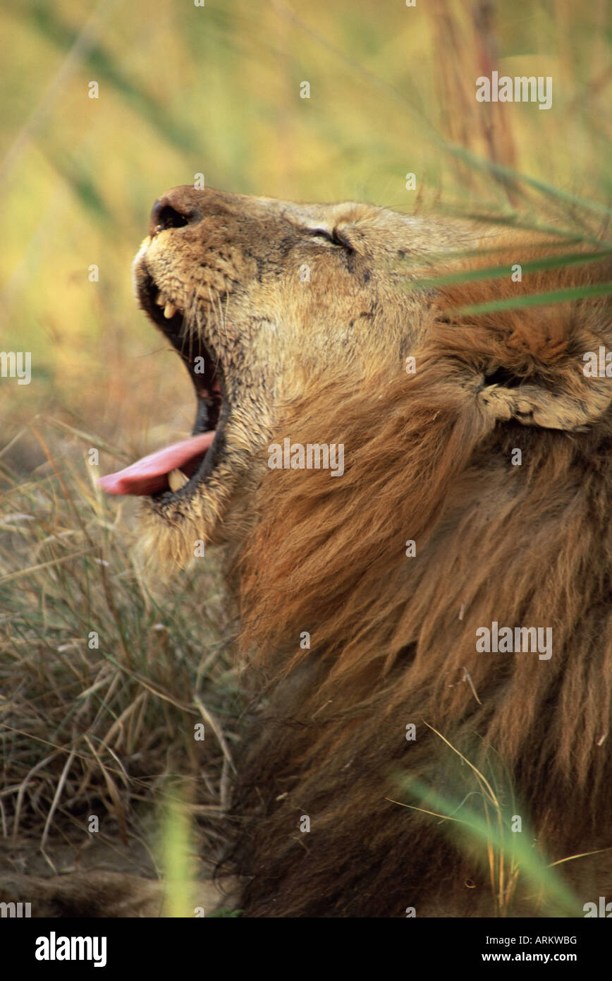 Male lion roar side view hi-res stock photography and images - Alamy