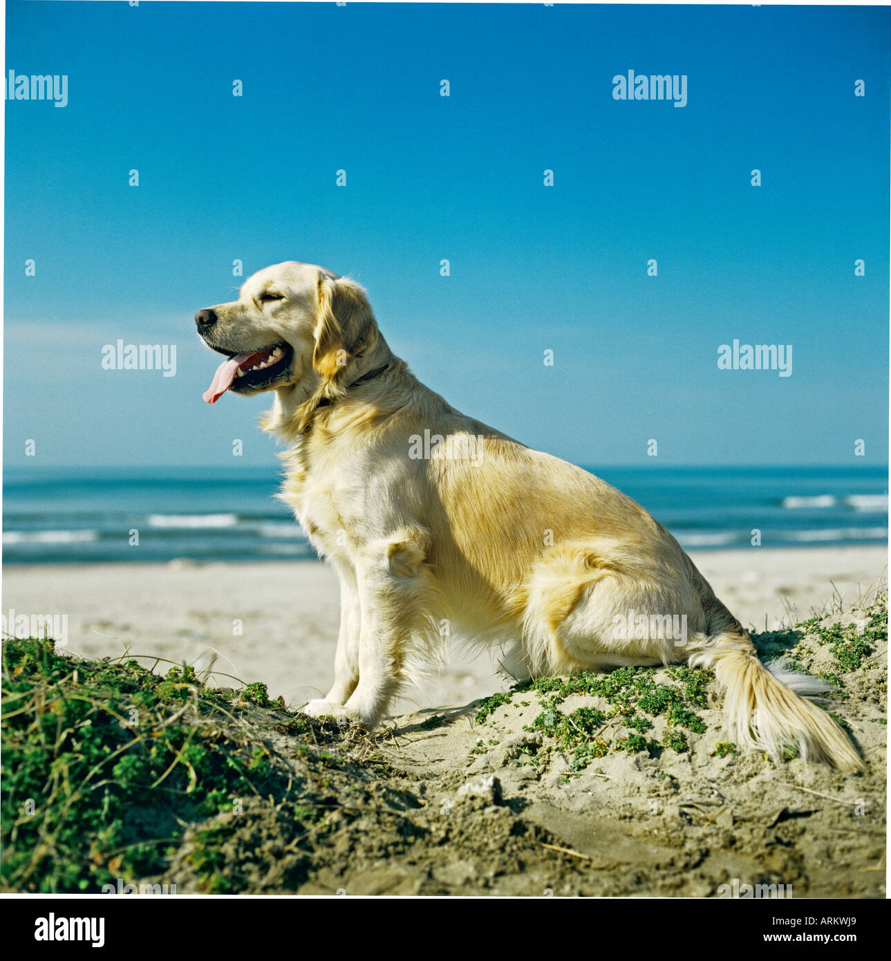 Bracken Golden Retriever dog resting on the dunes in Italy EU Stock Photo