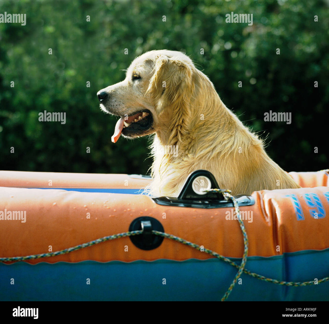 golden retriever español