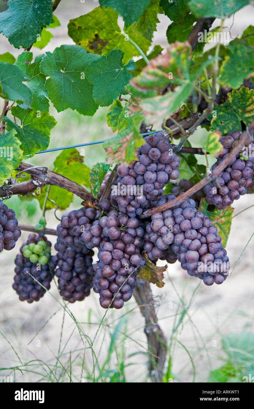 Coloma Michigan Pinot gris grapes at the Karma Vista winery in southwestern Michigan Stock Photo
