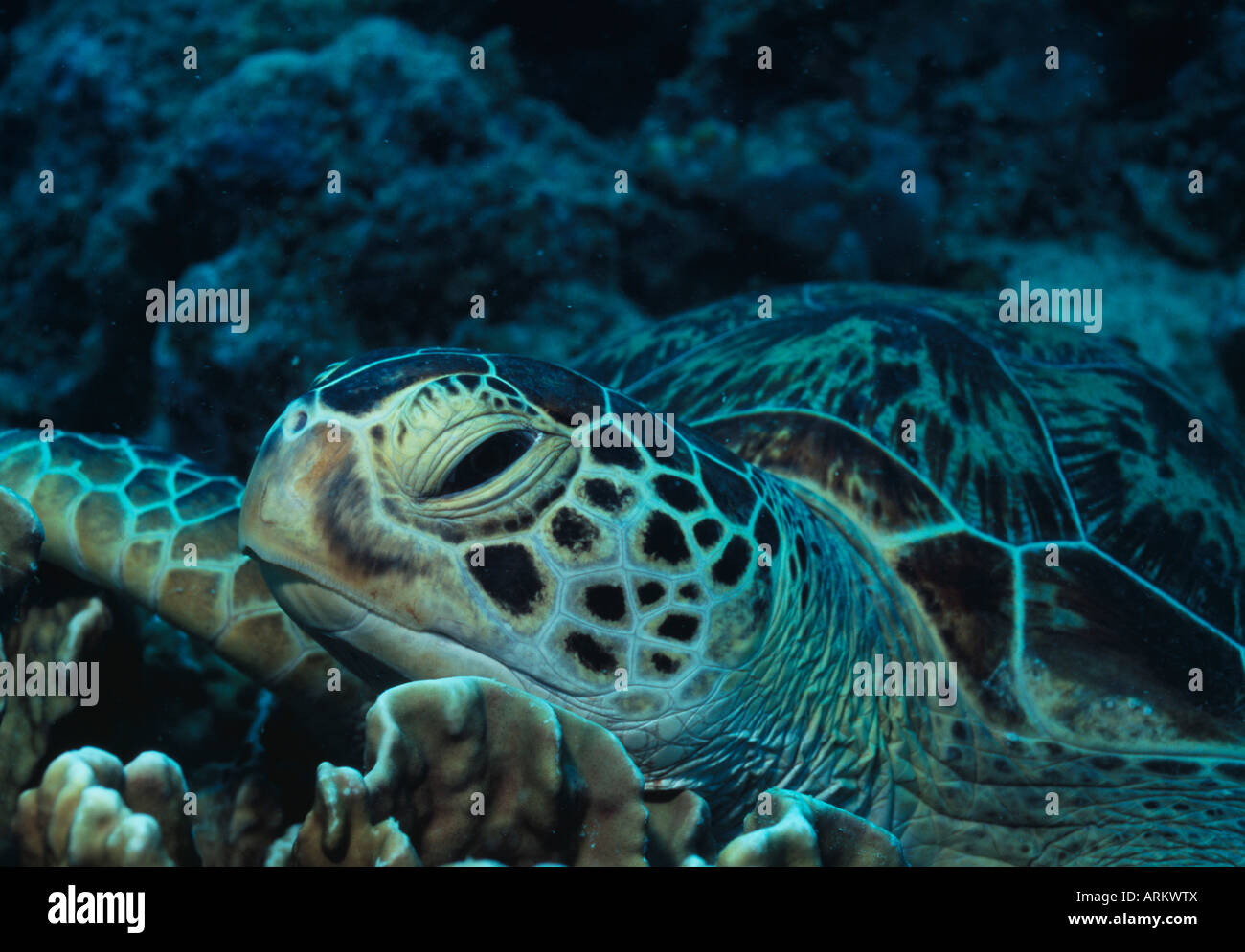 Green Turtle, Chelonia mydas, Malaysia Stock Photo