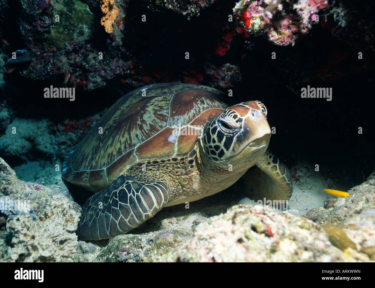 Green Turtle, Chelonia mydas, Sipadan, Malaysia Stock Photo