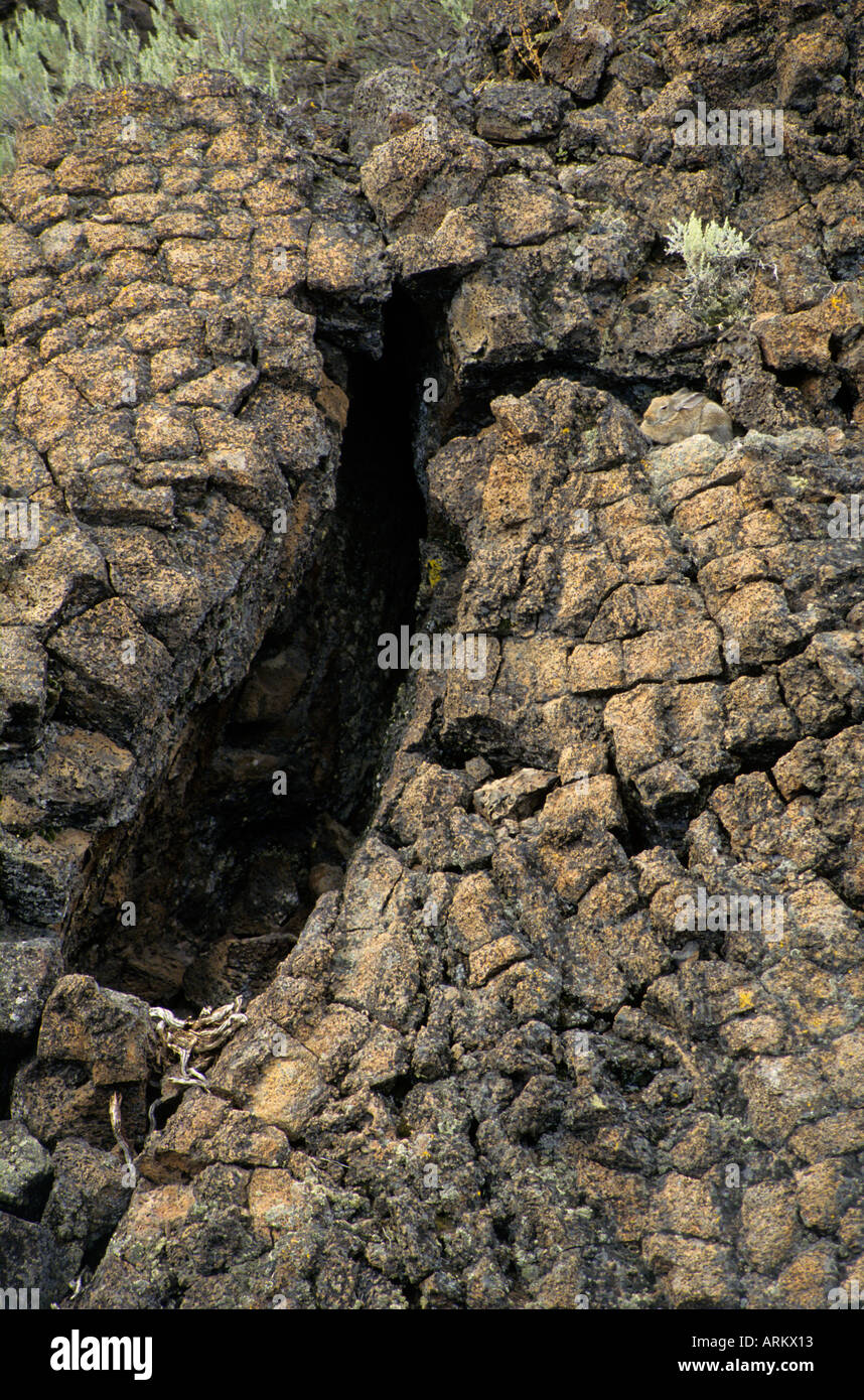 Imprint of a tree in the lava flow Lava Beds National Monument California USA Note rabbit on right for scale Stock Photo