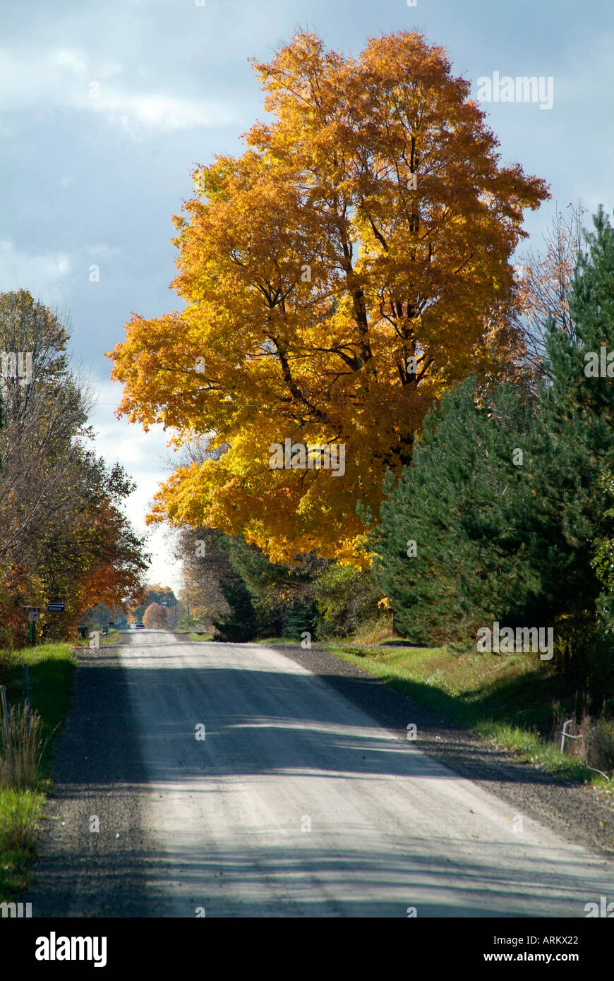 Country road leading to infinity during autumn fall color season in ...