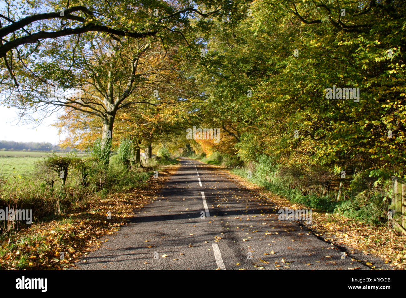 Road tree leaves yellow green hi-res stock photography and images - Alamy