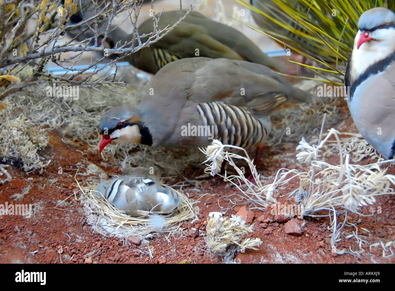 Valley Quail game bird Stock Photo Alamy
